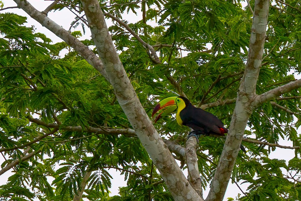 Belize-Central America-Keel-billed toucan